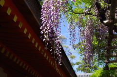 春日大社
