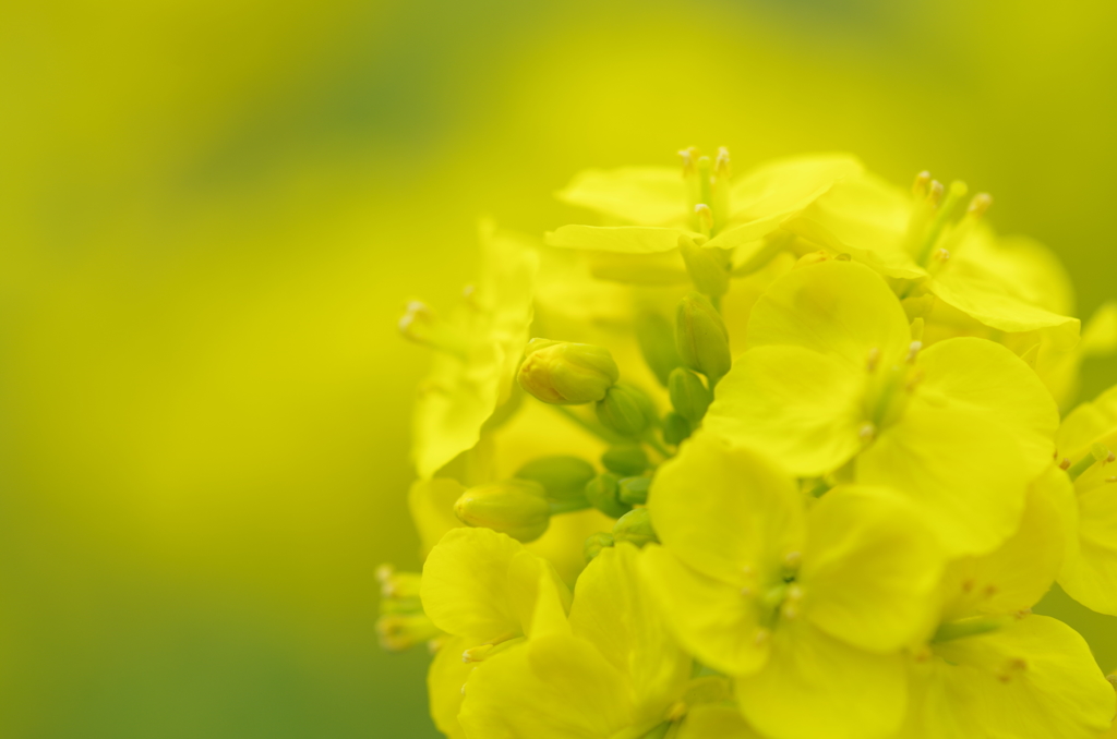 菜の花