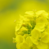 菜の花