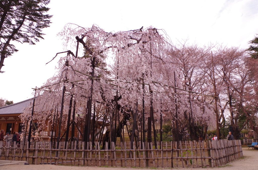 枝垂れ桜