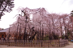 枝垂れ桜