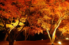 夜もみじ