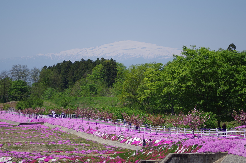 sakura