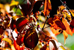 紅葉