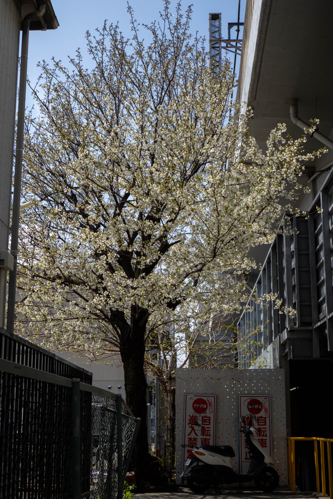 高架脇の桜