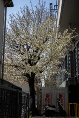 高架脇の桜