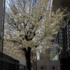 高架脇の桜