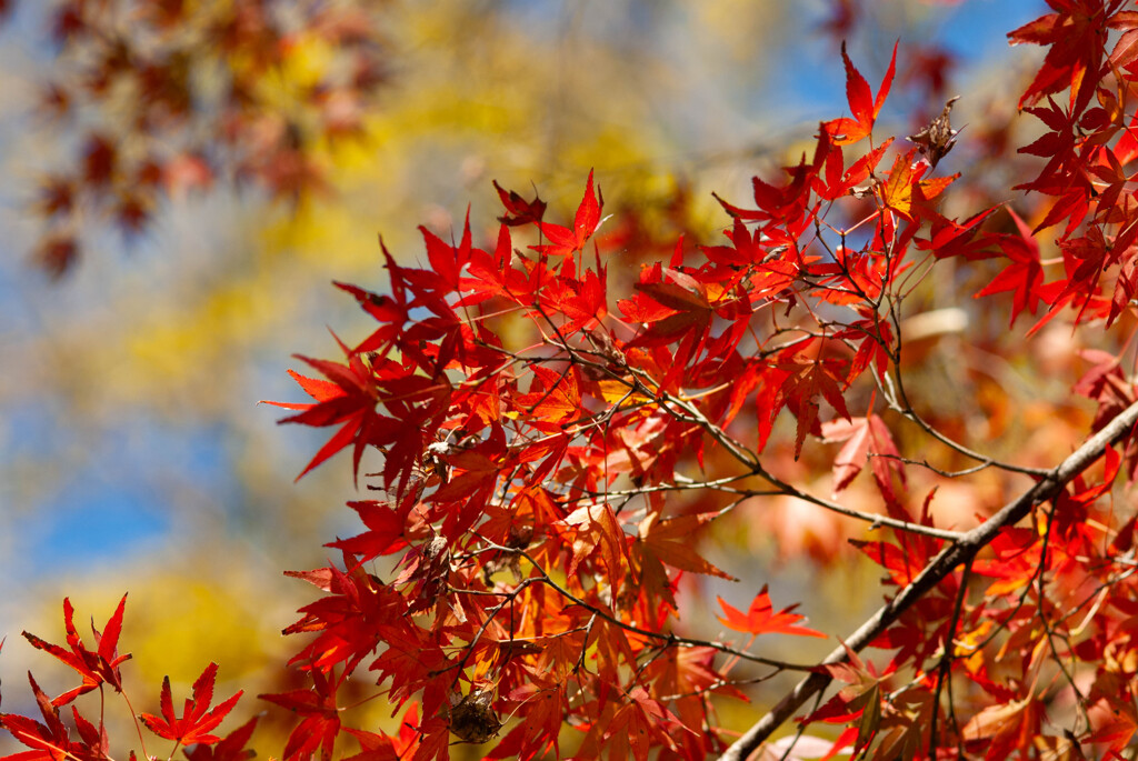 紅と緑のカクテル