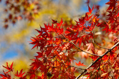 紅と緑のカクテル