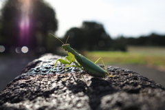 逆光のカマキリ