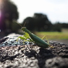 逆光のカマキリ