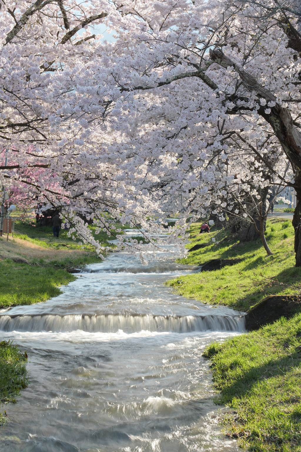 満開の桜と雪代