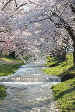 満開の桜と雪代