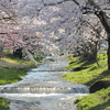 満開の桜と雪代