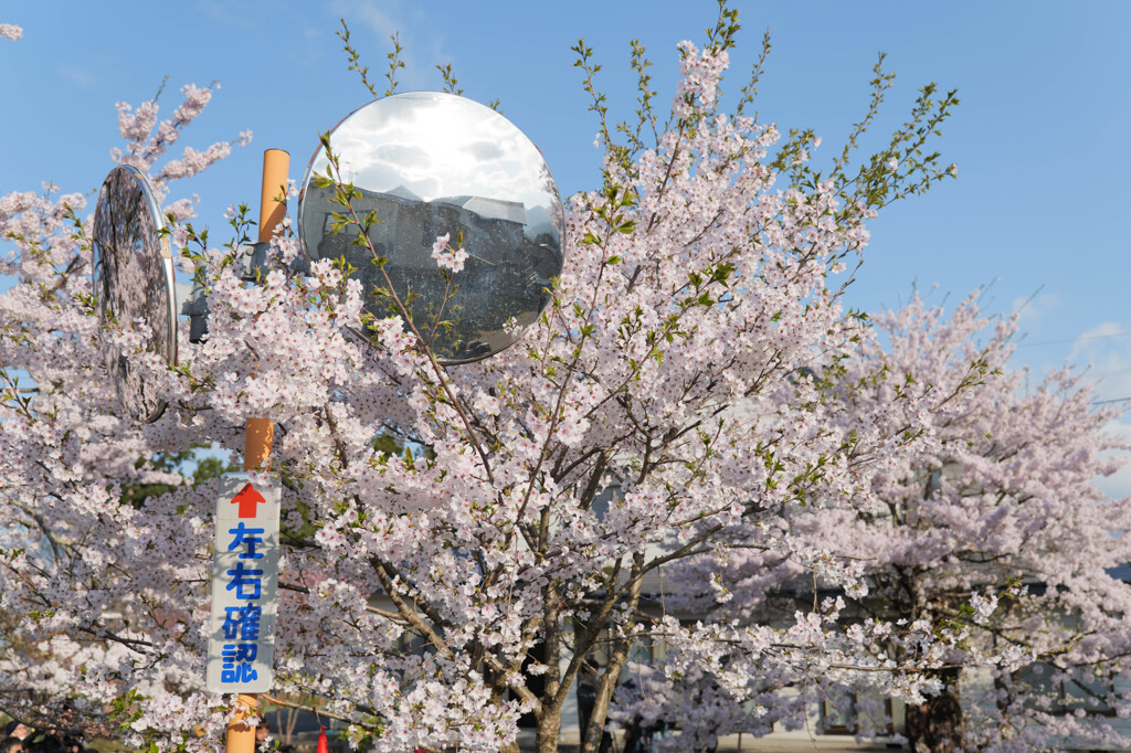 桜左右確認