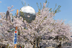 桜左右確認