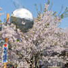 桜左右確認