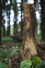 森の中の青の真珠