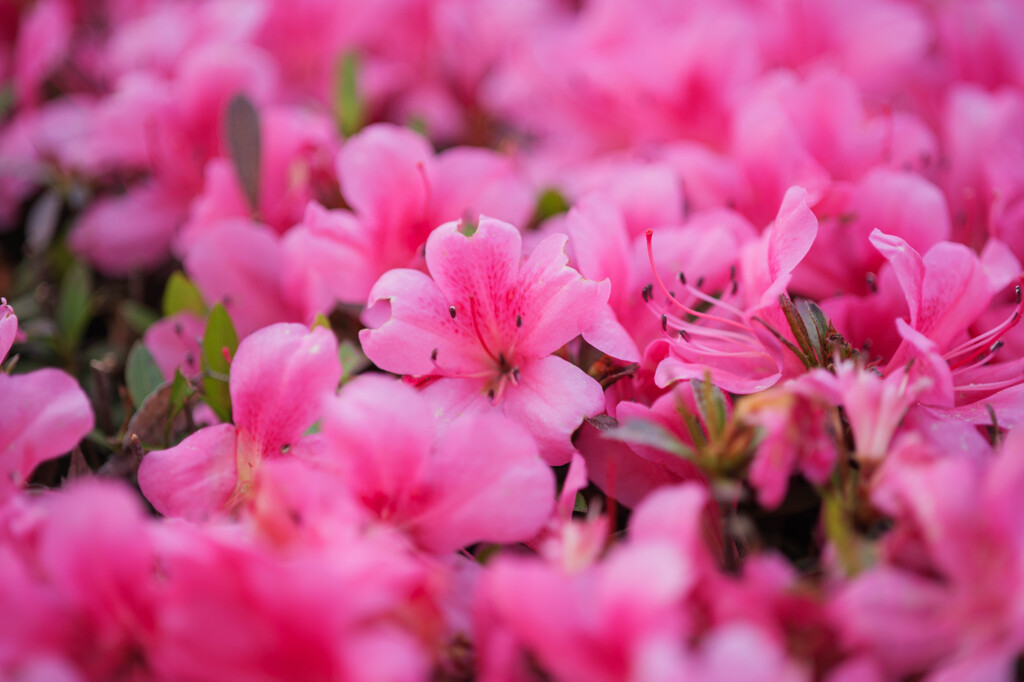 つつじの花束