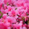 つつじの花束