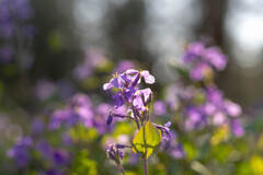 紫の花