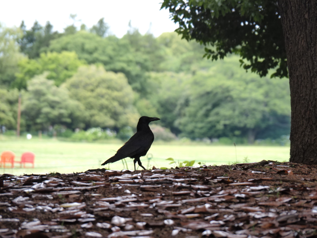 雨の日のカラス