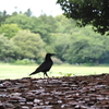 雨の日のカラス