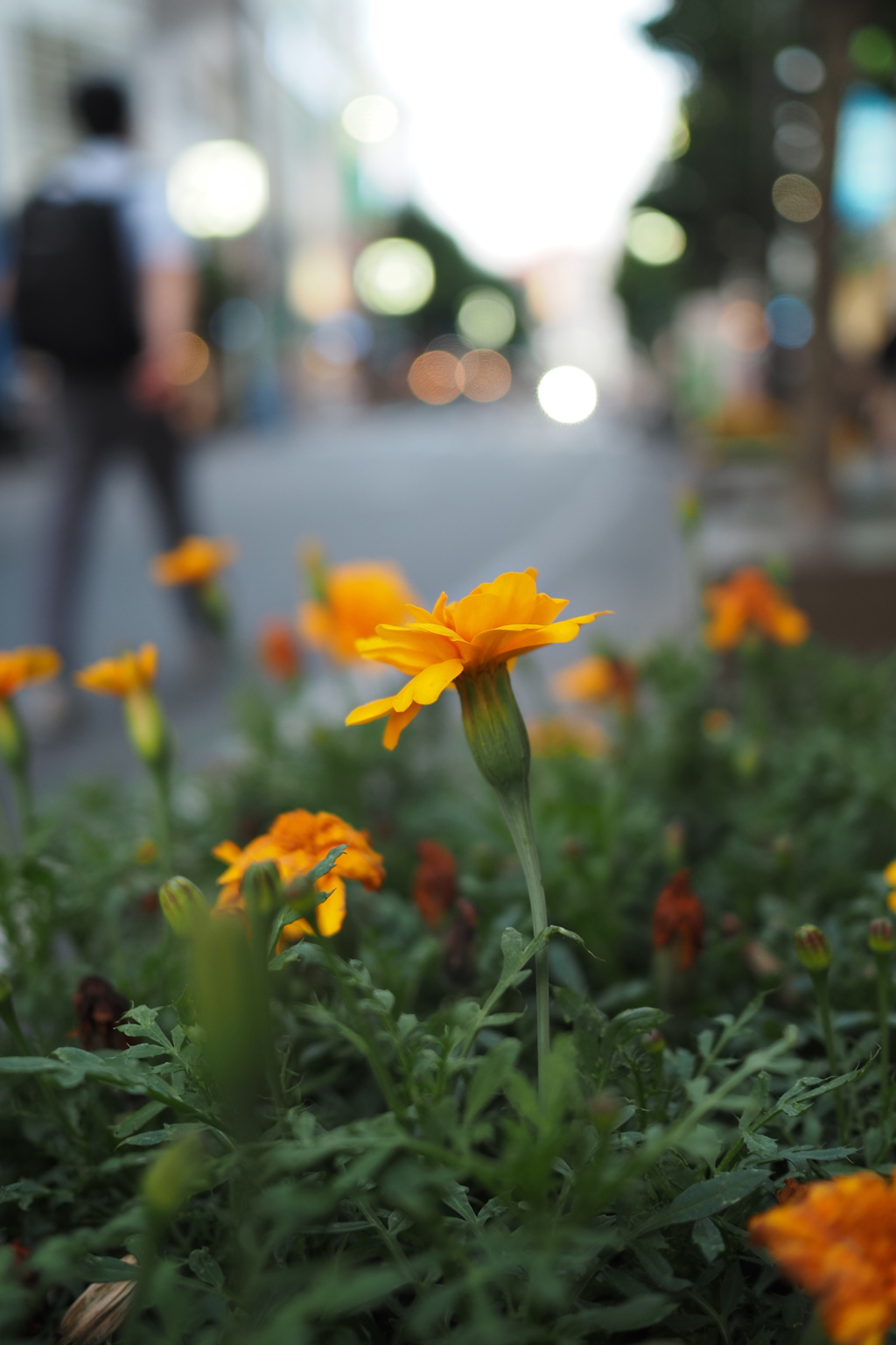 都会の花壇