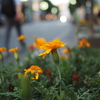 都会の花壇