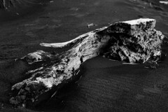 砂浜の骨