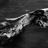 砂浜の骨