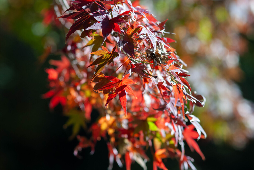 紅葉の一枝