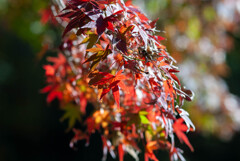 紅葉の一枝