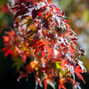紅葉の一枝