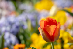 春の花壇
