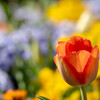 春の花壇
