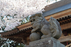 桜と狛犬