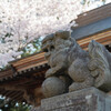 桜と狛犬