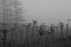 霧の枯れ草