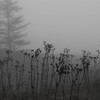霧の枯れ草