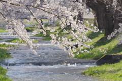 桜と雪代