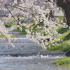 桜と雪代