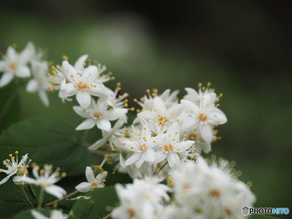 山の花