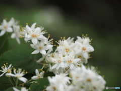 山の花