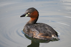 びっくり顔の水鳥