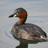 びっくり顔の水鳥