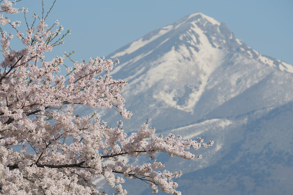 山と桜