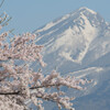 山と桜