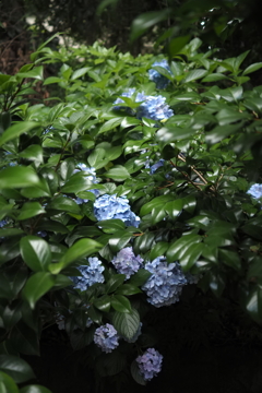 木の間のアジサイ