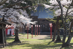 さくら祭り